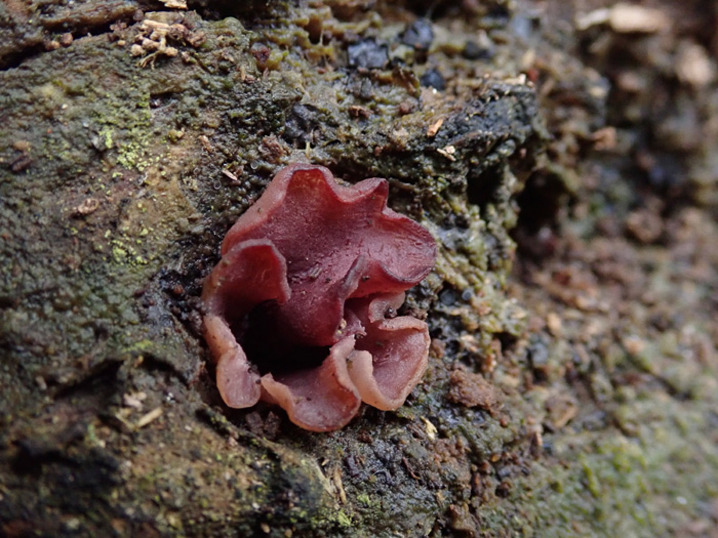 Photo by Sarah Ebdon Ascocoryne cylichnium by Sarah Ebdon